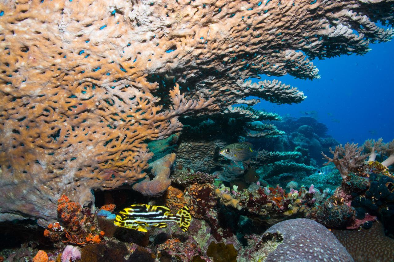 Gecko Nature Lodge Home Of Swahili Divers The Best Dive Center And Famous Gecko Restaurant Verani Eksteriør bilde