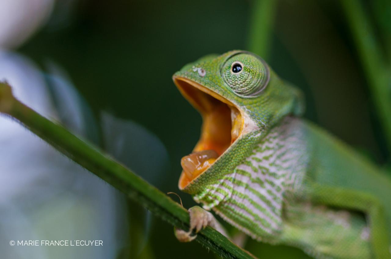 Gecko Nature Lodge Home Of Swahili Divers The Best Dive Center And Famous Gecko Restaurant Verani Eksteriør bilde