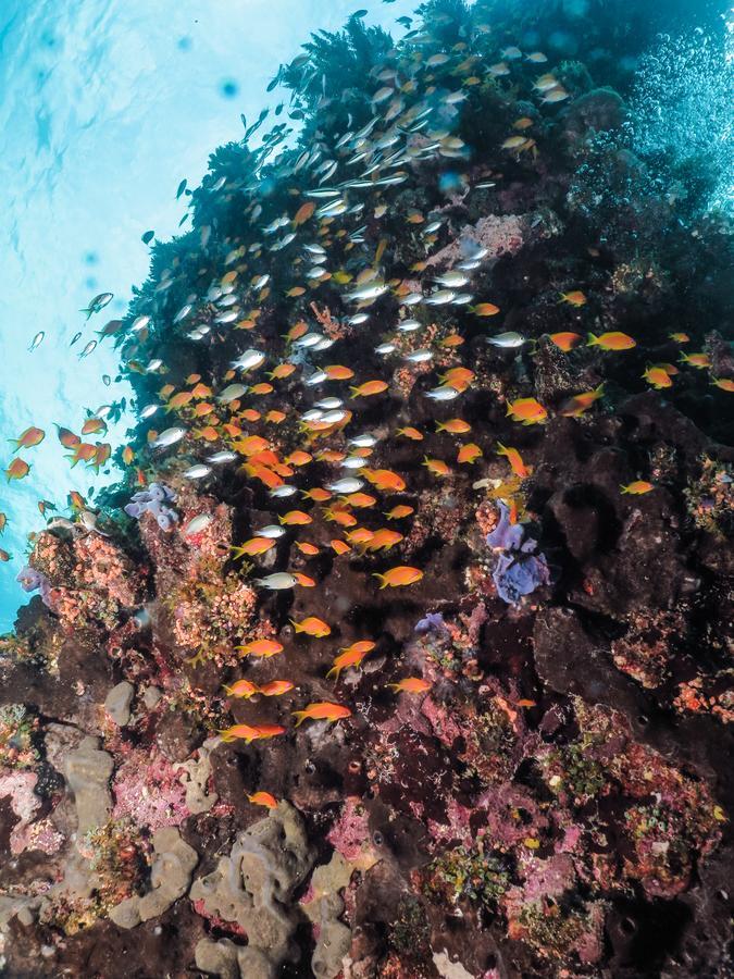 Gecko Nature Lodge Home Of Swahili Divers The Best Dive Center And Famous Gecko Restaurant Verani Eksteriør bilde