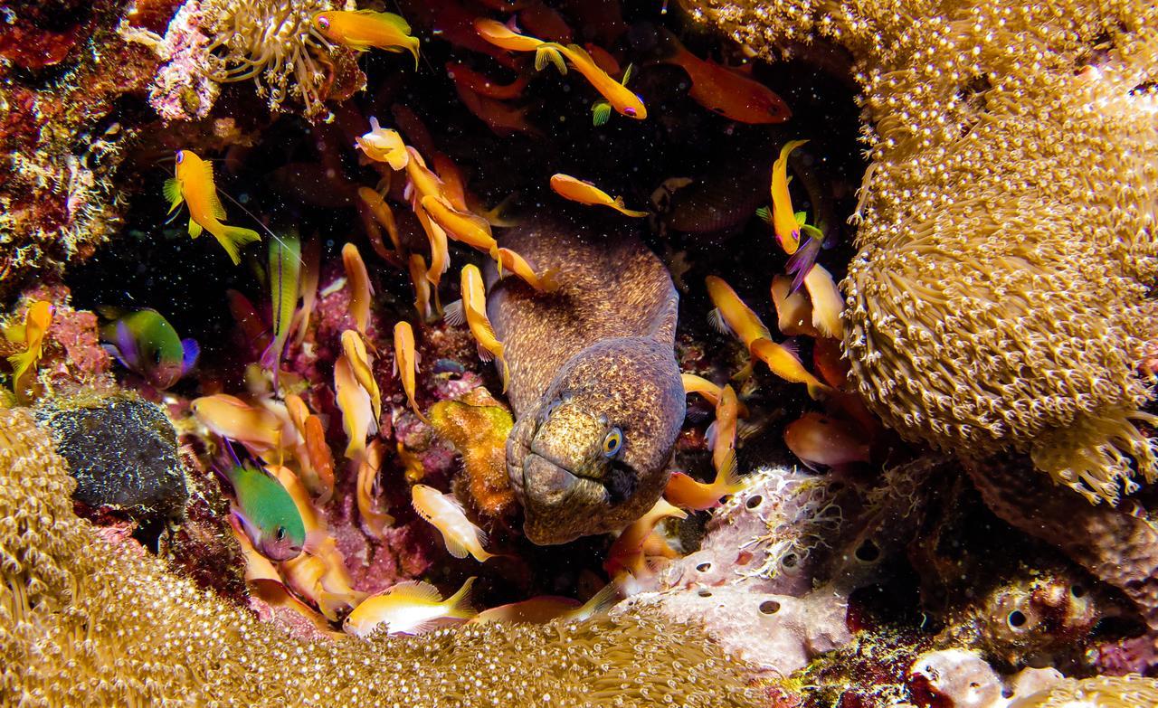 Gecko Nature Lodge Home Of Swahili Divers The Best Dive Center And Famous Gecko Restaurant Verani Eksteriør bilde