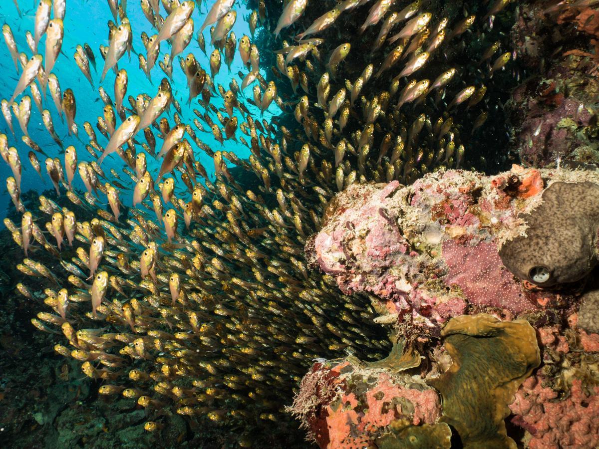 Gecko Nature Lodge Home Of Swahili Divers The Best Dive Center And Famous Gecko Restaurant Verani Eksteriør bilde