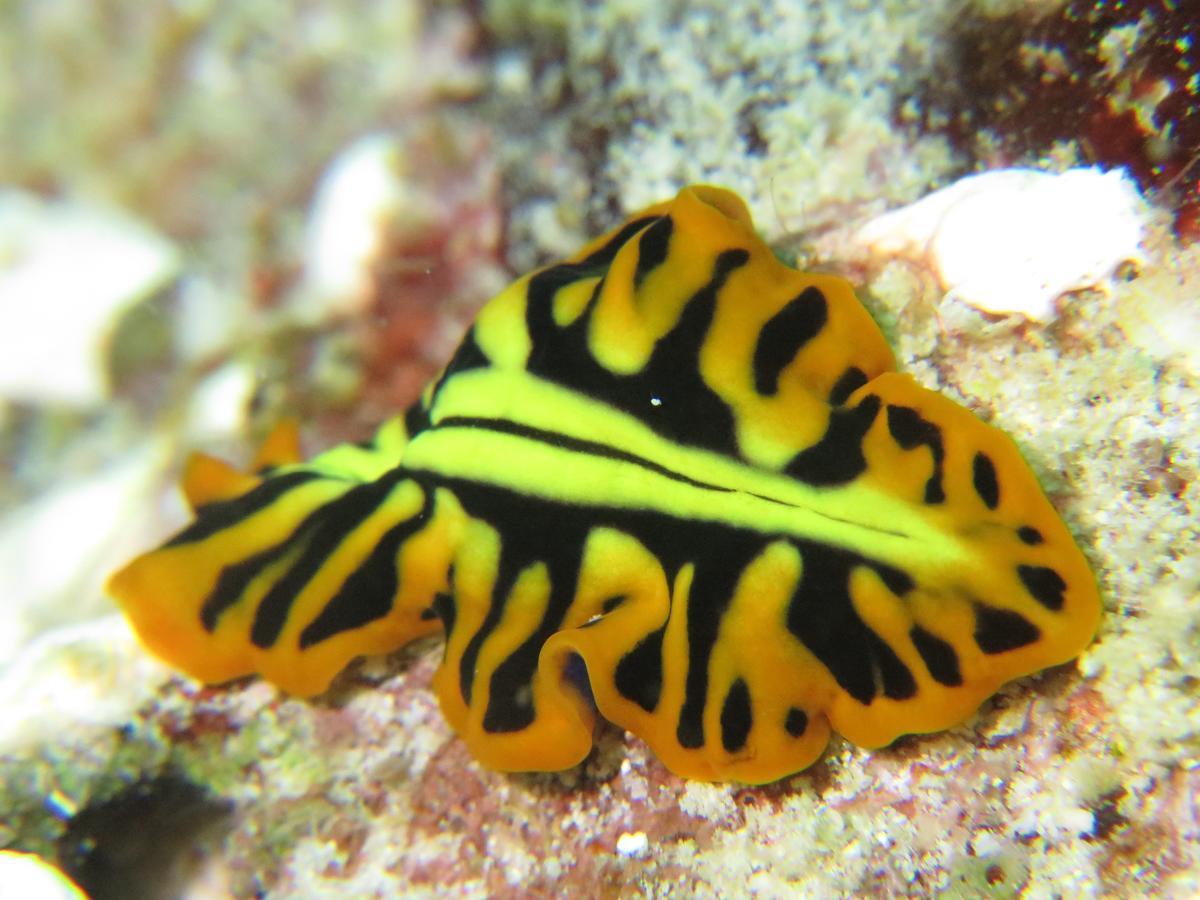 Gecko Nature Lodge Home Of Swahili Divers The Best Dive Center And Famous Gecko Restaurant Verani Eksteriør bilde