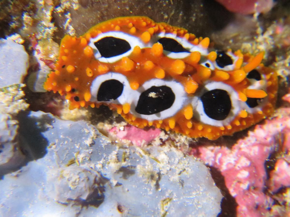 Gecko Nature Lodge Home Of Swahili Divers The Best Dive Center And Famous Gecko Restaurant Verani Eksteriør bilde