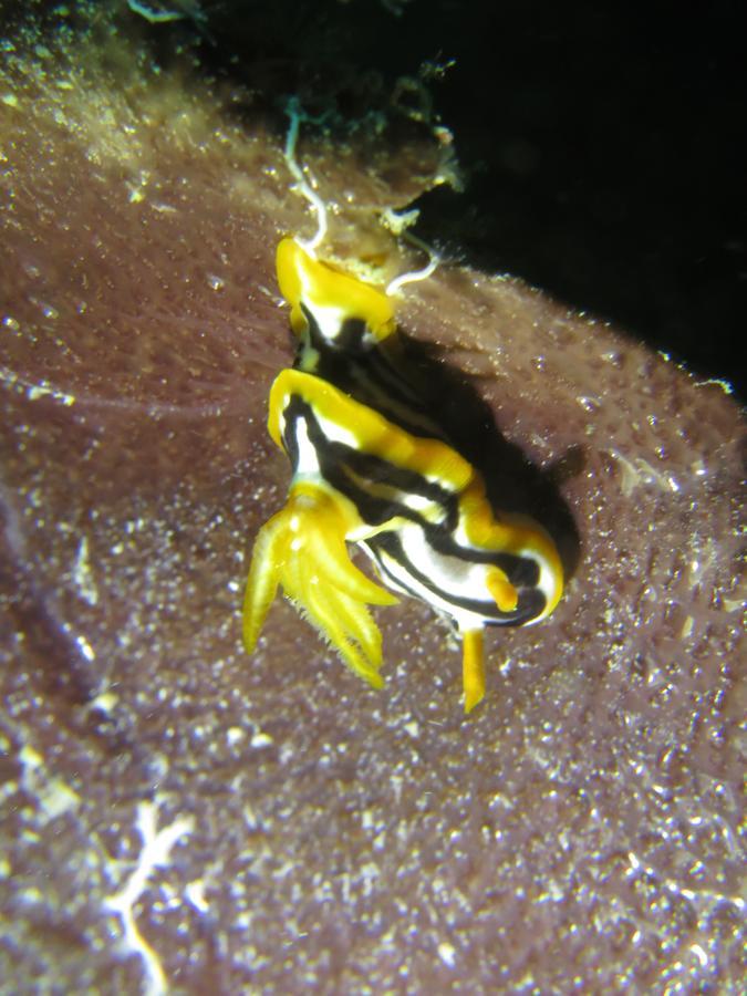Gecko Nature Lodge Home Of Swahili Divers The Best Dive Center And Famous Gecko Restaurant Verani Eksteriør bilde