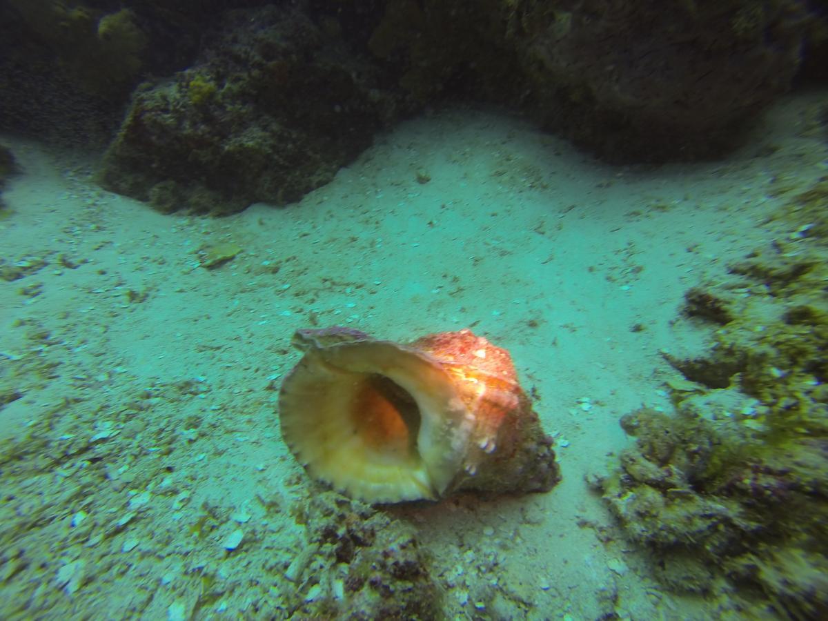 Gecko Nature Lodge Home Of Swahili Divers The Best Dive Center And Famous Gecko Restaurant Verani Eksteriør bilde